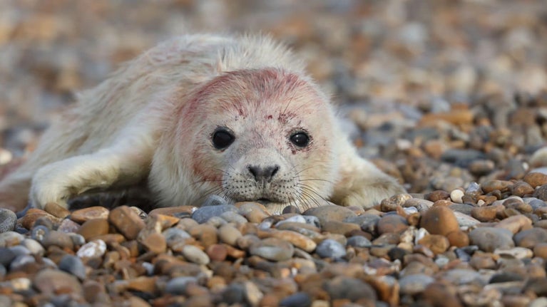 Seal pup with off-white, slightly bloodied fur and deep black eyes on a ground of beige, brown and grey pebbles.